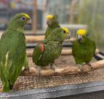 jonge surinaamse geelkop amazones, Meerdere dieren, Papegaai, Pratend