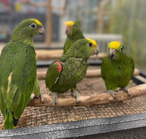 jonge surinaamse geelkop amazones, Dieren en Toebehoren, Vogels | Parkieten en Papegaaien, Papegaai, Meerdere dieren, Pratend