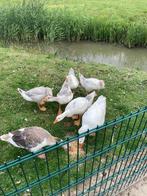 Te koop 2 koppeltjes boeren ganzen, Dieren en Toebehoren, Pluimvee, Meerdere dieren, Gans of Zwaan