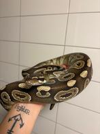 Black Pastel 1.0, Dieren en Toebehoren, Reptielen en Amfibieën, Slang, Tam, 3 tot 6 jaar