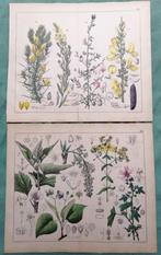 2 hand gekleurde litho;s - Botanische prenten - ca.1900, Antiek en Kunst, Kunst | Etsen en Gravures, Ophalen of Verzenden