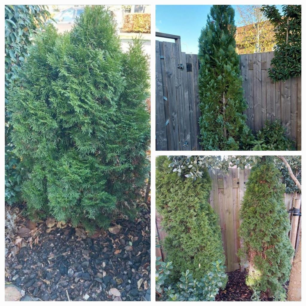 4 coniferen verschillende hoogtes, Ophalen, Bloeit niet, Halfschaduw, Overige soorten