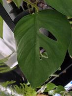 rhaphidophora pertusa stek, Huis en Inrichting, Kamerplanten, Ophalen of Verzenden, Halfschaduw, Minder dan 100 cm