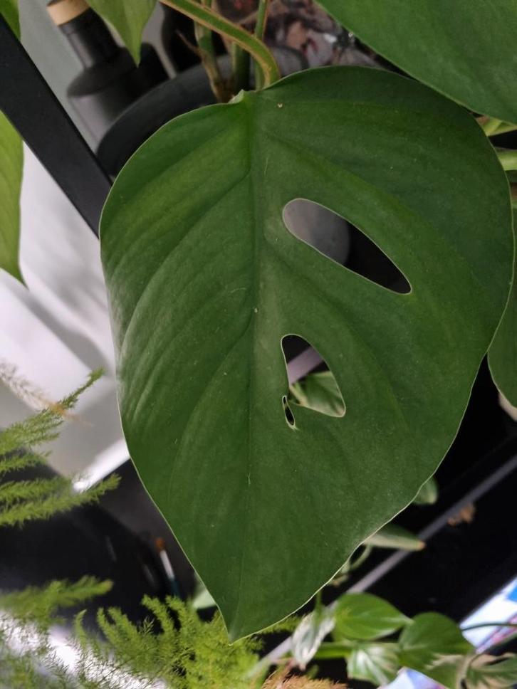 rhaphidophora pertusa stek, Huis en Inrichting, Kamerplanten, Minder dan 100 cm, Halfschaduw, Ophalen of Verzenden