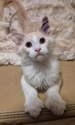 Maine coon kittens met stamboom,poly en Russische lijnen, Dieren en Toebehoren, Kater, Gechipt, 0 tot 2 jaar