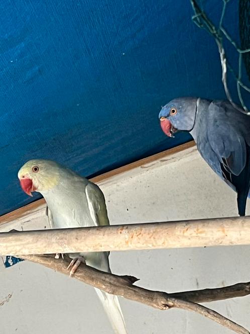 Halsband parkiet, Dieren en Toebehoren, Vogels | Parkieten en Papegaaien, Parkiet, Meerdere dieren
