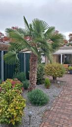 Mooi grote Palmboom, 100 tot 250 cm, Zomer, Palmboom, Ophalen