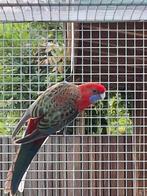 Pennant rosella's, Dieren en Toebehoren, Vogels | Parkieten en Papegaaien, Meerdere dieren, Parkiet, Geringd