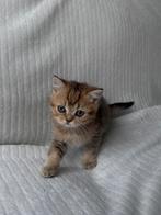 Britse korthaar kittens Golden shaded/ Black Golden Shaded, Dieren en Toebehoren, Katten en Kittens | Raskatten | Korthaar, Meerdere dieren