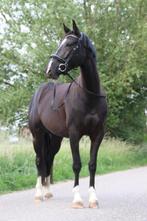 Spring paard, Dieren en Toebehoren, Merrie, Springpaard, Gechipt, Zadelmak