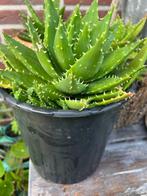 grote vetplant aloe vera plant  33 cm  totaal en 24 cm rond, Ophalen, Vetplant, Halfschaduw, In pot