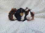 Jonge cavia's, Dieren en Toebehoren, Juli, Mannelijk, Cavia