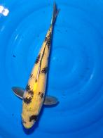 VHQ PRACHTIGE JAPANSE KOI    Zie foto's  eenmalige kans, Karper of Koi