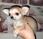 TK mooi langhaar chihuahua pup teefje, Dieren en Toebehoren, Honden | Chihuahua's en Gezelschapshonden, Teef, Eén hond, Chihuahua