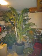 XL Areca goudpalm, Palm, Halfschaduw, In pot, 200 cm of meer
