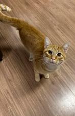 Kat en poes, Kater, Ontwormd, 0 tot 2 jaar