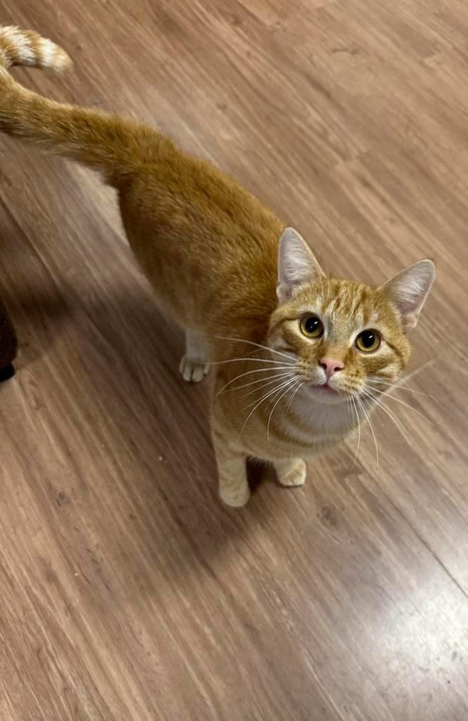 Kat en poes, Dieren en Toebehoren, Katten en Kittens | Raskatten | Korthaar, Kater, 0 tot 2 jaar, Ontwormd