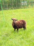Ouessant schapen Zwoegervrij, Dieren en Toebehoren, Meerdere dieren, Schaap