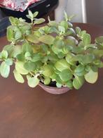 Crassula Multicana, Ophalen of Verzenden, Overige soorten, Minder dan 100 cm
