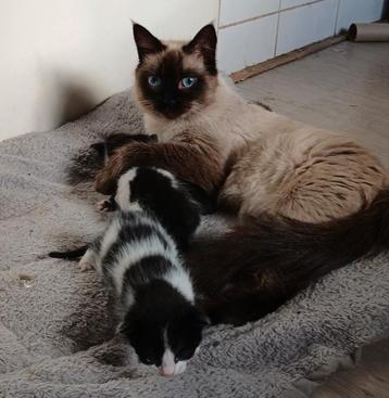 Balinees x  beschikbaar voor biedingen