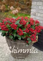 Skimmia in mand met rode bessen, Overige soorten, Vaste plant, Ophalen of Verzenden, Halfschaduw