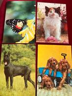 Oude dierenkaarten - verzameling, Verzamelen, Ophalen of Verzenden, 1960 tot 1980, Gelopen, Hond of Kat