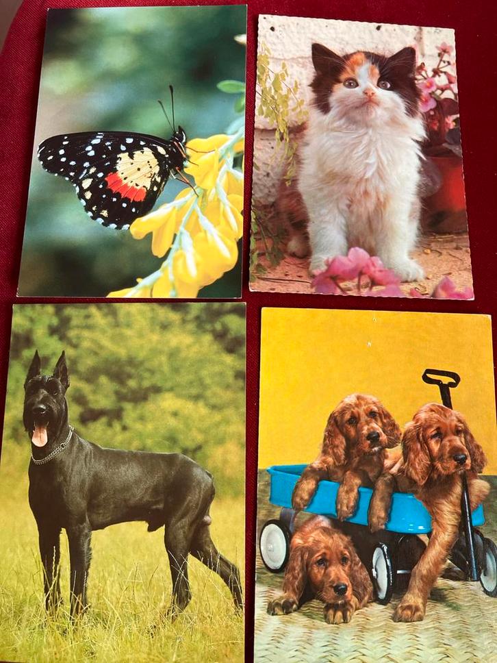 Oude dierenkaarten - verzameling, Verzamelen, Ansichtkaarten | Dieren, Gelopen, 1960 tot 1980, Hond of Kat, Ophalen of Verzenden