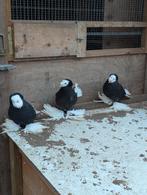 Zwart trommelduiven, Mannelijk