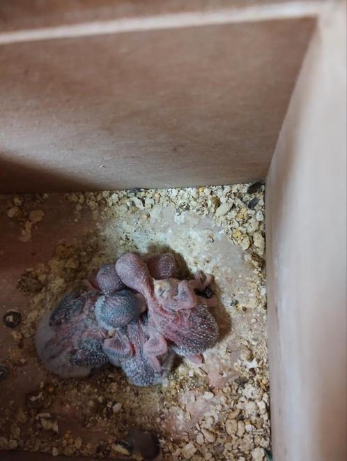 Grasparkiet, jong om tam te maken, Dieren en Toebehoren, Vogels | Parkieten en Papegaaien, Parkiet, Meerdere dieren, Tam