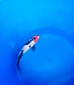 Hele mooie tancho showa, Dieren en Toebehoren, Vissen | Vijvervissen, Karper of Koi