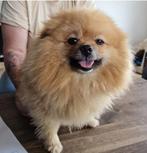 Pomeriaan, Dieren en Toebehoren, Honden | Poolhonden, Keeshonden en Oertypen, Keeshond, Teef, Eén hond, 3 tot 5 jaar