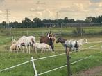 Verzorgpony’s aangeboden verzorgers gezocht pony ezel paard