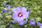 Te koop jonge hibiscus planten, ong 30 cm hoog, biologisch, Ophalen, Overige soorten, Struik, Minder dan 100 cm