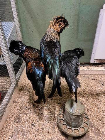 Gratis baardkuifhoen kriel , padua. 3 hanen.