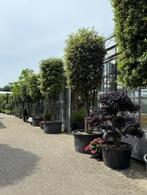 steen eik meer stammig quercus ilex 450-600 cm hoog in pot, Ophalen, In pot, Volle zon, Overige soorten