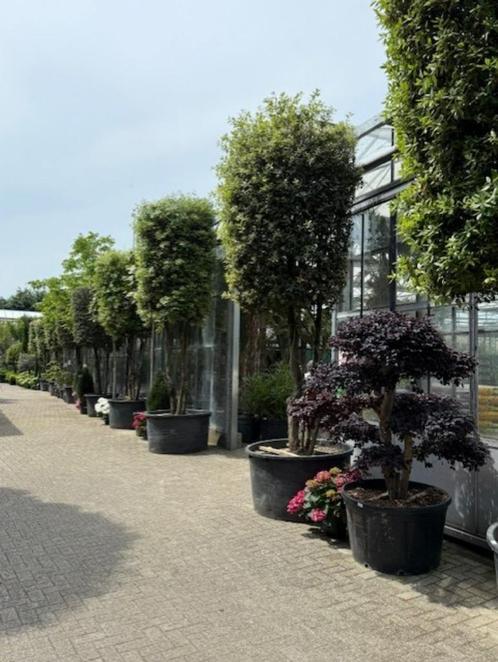steen eik meer stammig quercus ilex 450-600 cm hoog in pot, Tuin en Terras, Planten | Bomen, Overige soorten, Volle zon, In pot