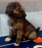 ZACHTAARDIG REUTJE SAMMIE WIE GEEFT HEM EEN MOOIE TOEKOMST?, Particulier, 15 weken tot 1 jaar, Reu, Buitenland