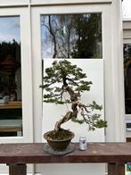 Juniperus Chinensis Itoigawa Bonsai Japanse Top Boom, Tuin en Terras, Minder dan 100 cm, Overige soorten, Ophalen