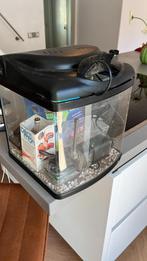 Superfish aqua 240 aquarium met toebehoren, Dieren en Toebehoren, Ophalen