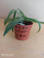 hoya minibelle potmaat 6.5 nummer H820, Huis en Inrichting, Kamerplanten, Ophalen of Verzenden, Overige soorten, Minder dan 100 cm