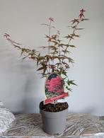 Acer Japanse Esdoorn Beni Maiko bonsai starter, Tuin en Terras, Planten | Bomen, Bloeit niet, Halfschaduw, Minder dan 100 cm, Overige soorten