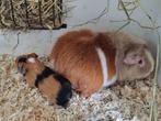 cavia Us teddy, Dieren en Toebehoren, Knaagdieren, Augustus, Meerdere dieren, Cavia
