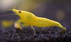 Gele blauwe en tijgergarnalen, Dieren en Toebehoren, Vissen | Aquariumvissen, Kreeft, Krab of Garnaal