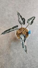 Alocasia Bambino Pink Variegata #1, Huis en Inrichting, Kamerplanten, Ophalen of Verzenden