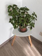 Kamerplant ophalen, Ophalen of Verzenden, Halfschaduw, Minder dan 100 cm