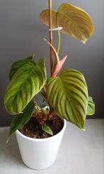 Mooie Philodendron Fuzzy in leuke witte sierpot., Ophalen, Overige soorten, In pot, Minder dan 100 cm