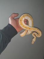 0.1 Spinnerblast OD pastel nk 23, Slang
