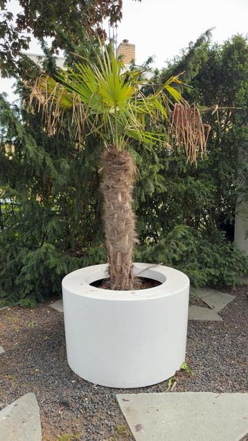 3 Grote Palmbomen + 2 Kleine – Inclusief Design Potten beschikbaar voor biedingen