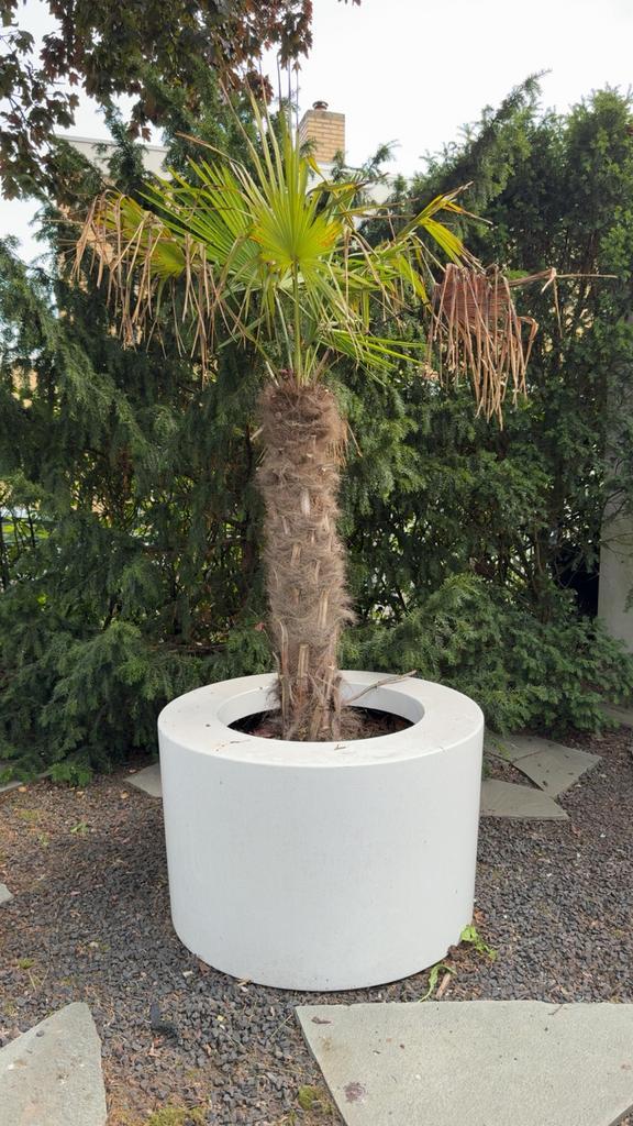 3 Grote Palmbomen + 2 Kleine – Inclusief Design Potten, Tuin en Terras, Planten | Bomen, Palmboom, 100 tot 250 cm, Volle zon, Zomer