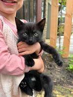 Prachtige zwarte kittens mogen nu weg, Dieren en Toebehoren, Poes